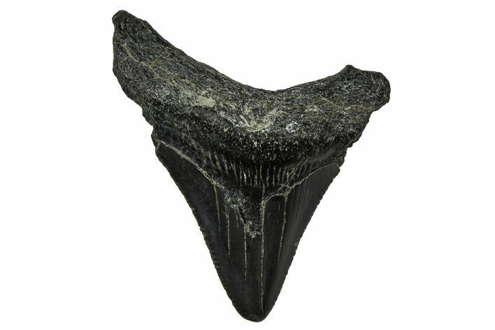 Serrated, Juvenile Megalodon Tooth - South Carolina #375932